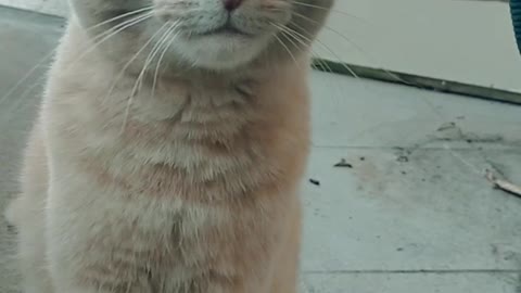 Cat Being Petted