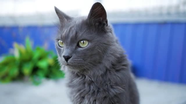 Close-up portrait of a grey cat with big green eyes