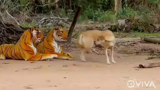 Fake Tiger Prank Vs Dog