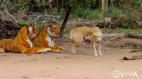 Fake Tiger Prank Vs Dog