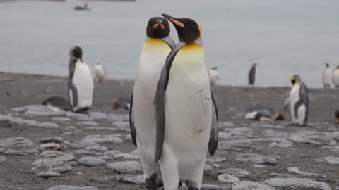 The King Penguin