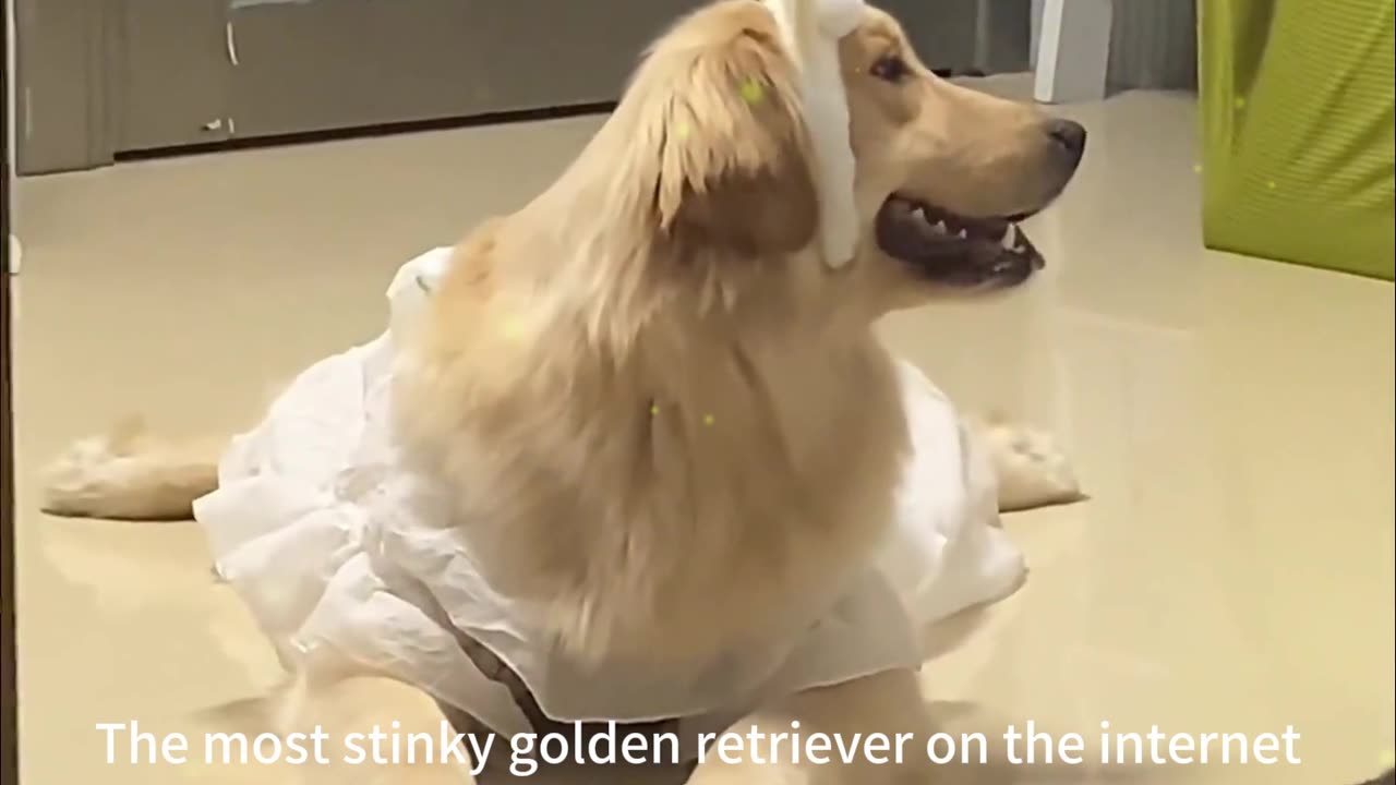 The most stinky golden retriever on the internet