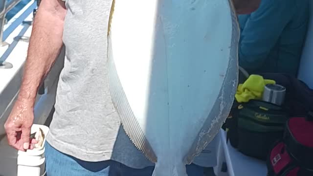 Big fluke
