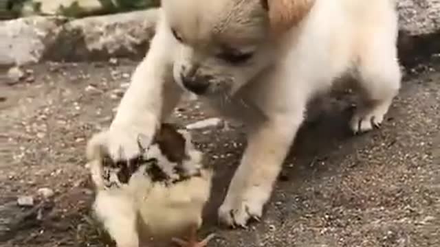 Baby dog playing with checken