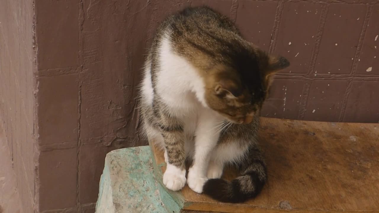 cute cat video