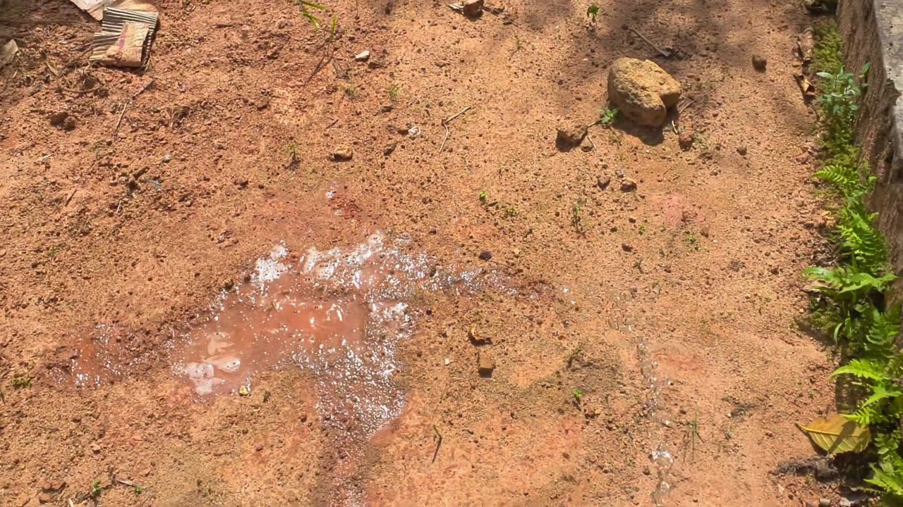 Men Peeing on Dry Soil: Cooling Down the Heated Earth! 🌍💦🤪