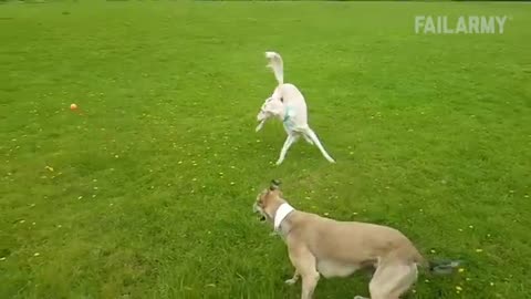 Animals fail compilations