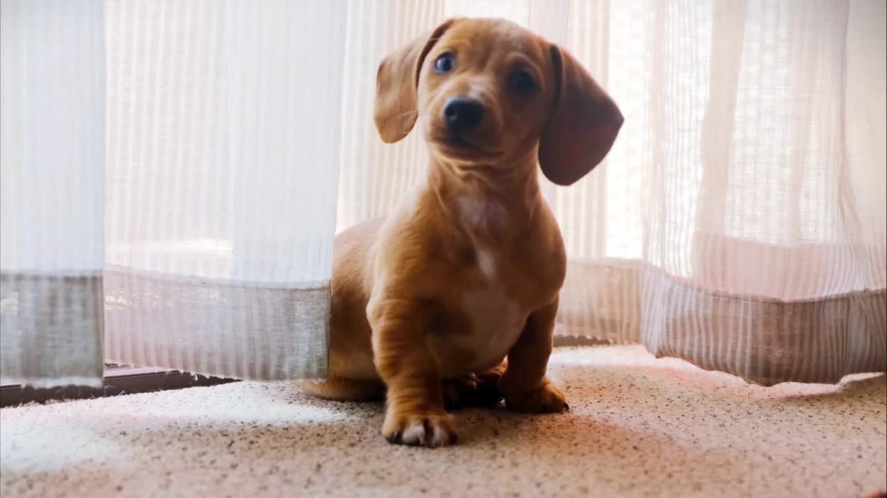 Happy cute doggies