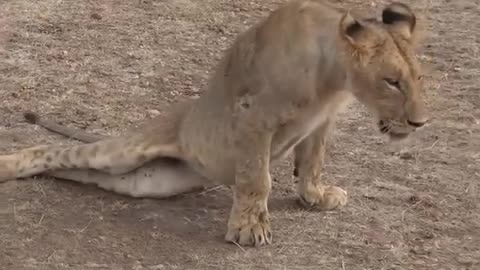 Ruthless Dominance: Male Lion Shatters Youngsters Back 🦁💥