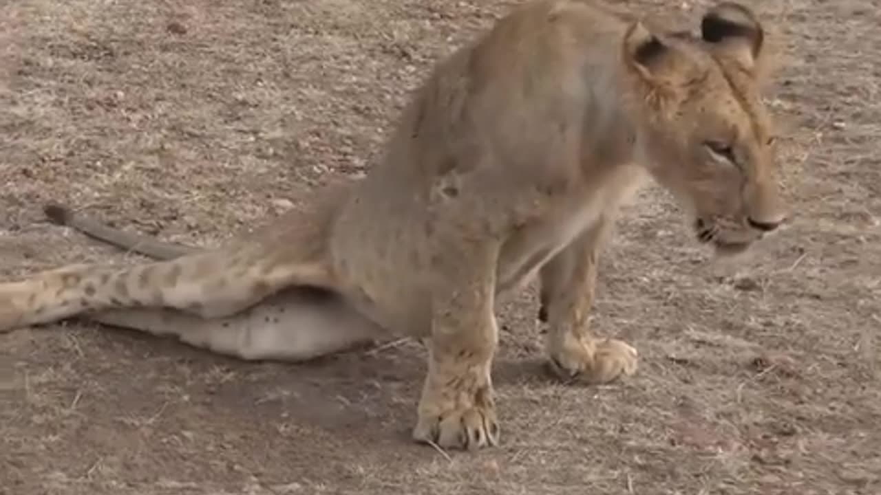 Ruthless Dominance: Male Lion Shatters Youngsters Back 🦁💥