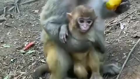 Monkey momy is too protective