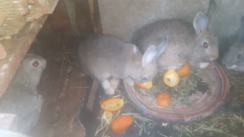 Rabbit eating food
