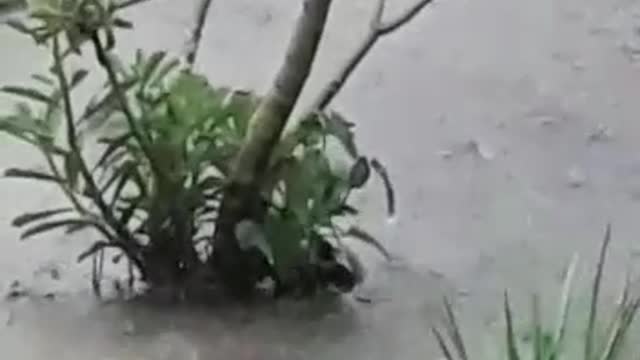 Listening the rain