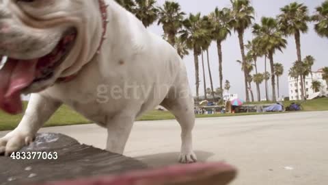 Skating Bulldog