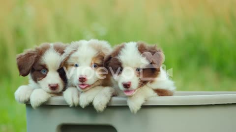 3 dogs playing in nature