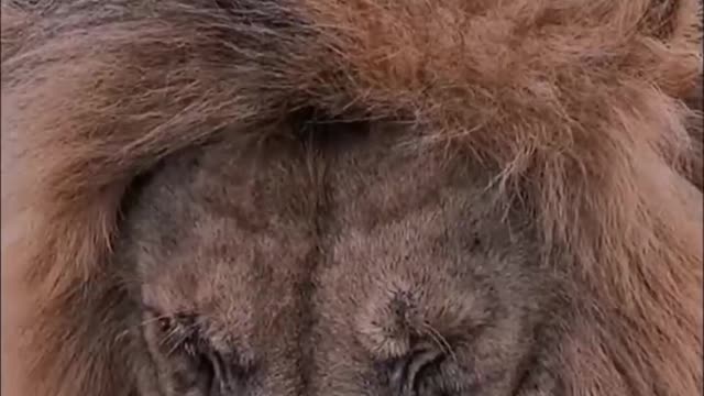 A sleeping lion