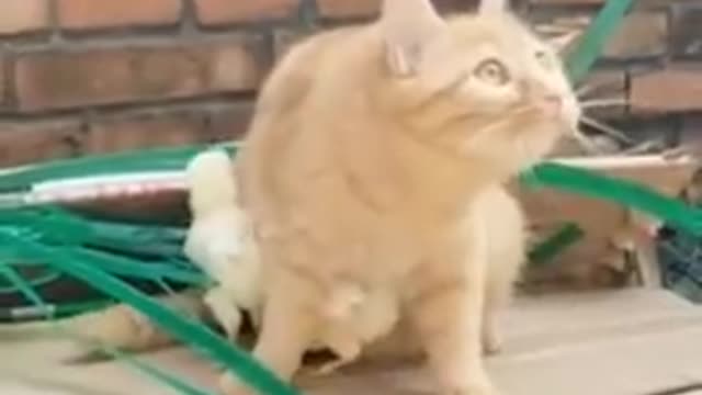 I will protect you cat