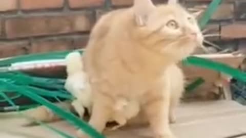 I will protect you cat