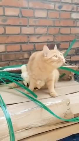 I will protect you cat