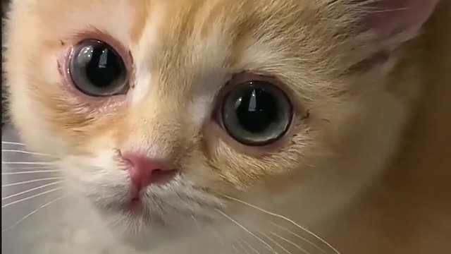 Your Lovely Cat 😻 Make you feel Happy