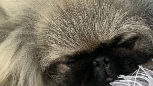 🔥Funniest Dogs will make you laugh all day long | Instagram Reels and Tiktok Videos | Desi animals 🔥