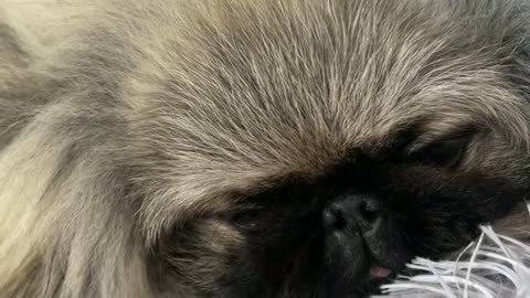 🔥Funniest Dogs will make you laugh all day long | Instagram Reels and Tiktok Videos | Desi animals 🔥