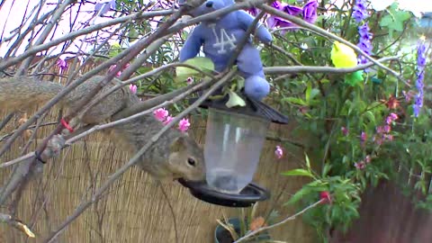 Squirrel eating lunch