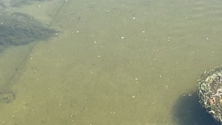 School of minnows Humber River