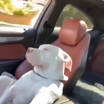 That car ride in the area