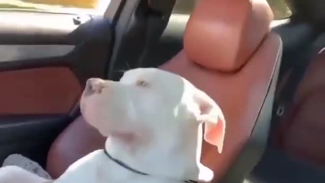 That car ride in the area
