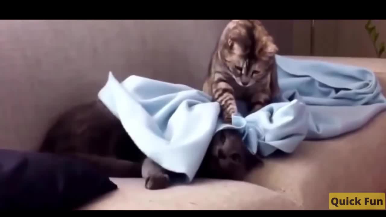 Dogs and Cats Very Funny Videos