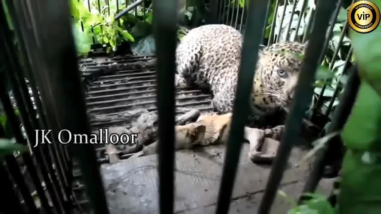 crazy dogs battle face to face with a tiger!!!