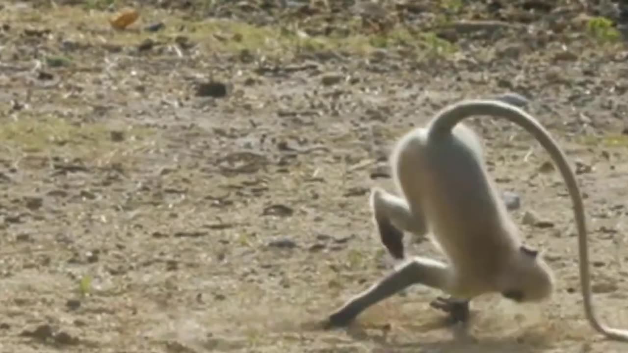 Latest Animal Video Funny Monkey Comedy Video Viral