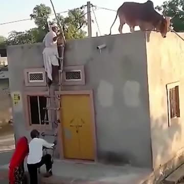 Bull comedy