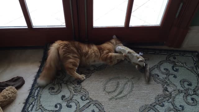 Jack the Cat plays with Squirrel Stuffie