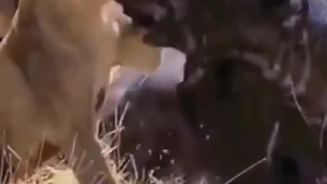 Funny wildlife scenes