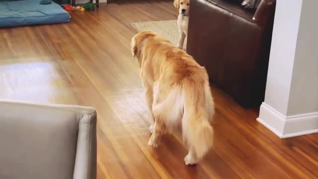 Dog prank videos 🤪😂 funny animals 😆 OMG