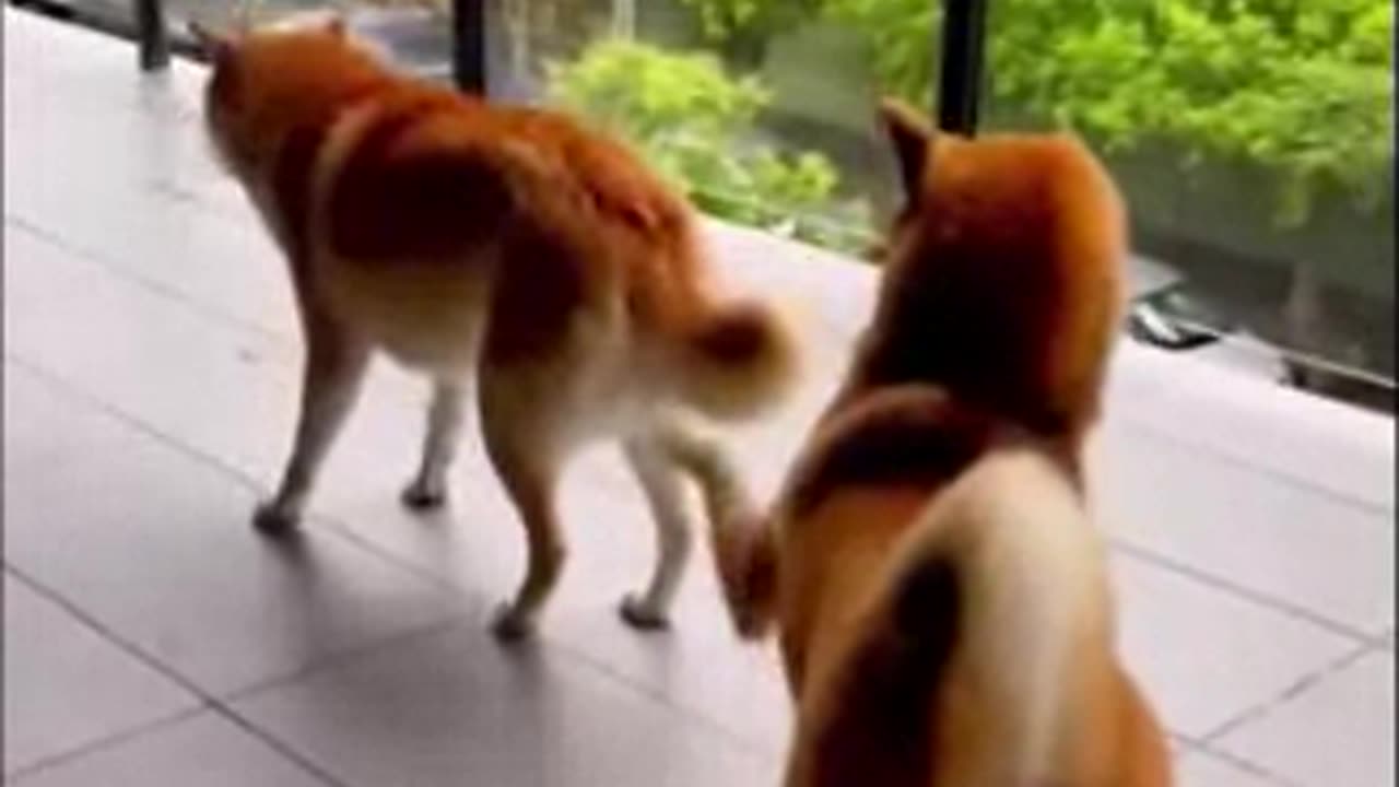 Funny Animal Videos 2022 Best Dogs And Cats Videos 😺😍 # 55