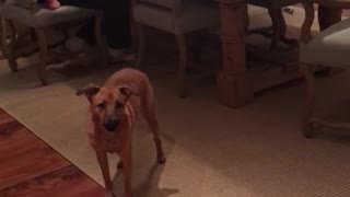 Red dog afraid of toy christmas bear