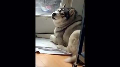 Cute Huskey Dog