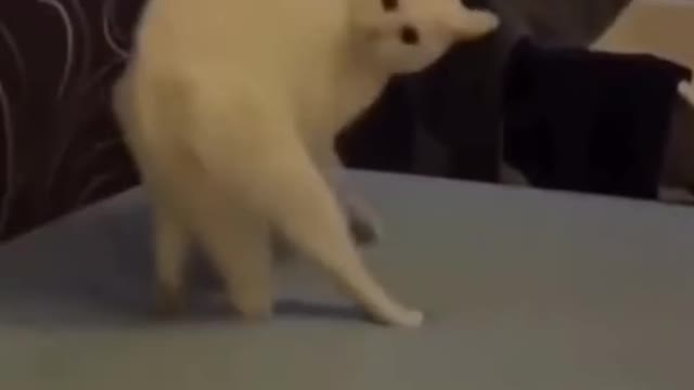 Wee Funny Tiktok Videos