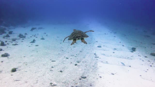 Turtle Swimming