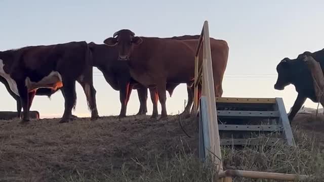 4 April 2022 NSW Australia Floods Dave Oneegs Cow Whisperer