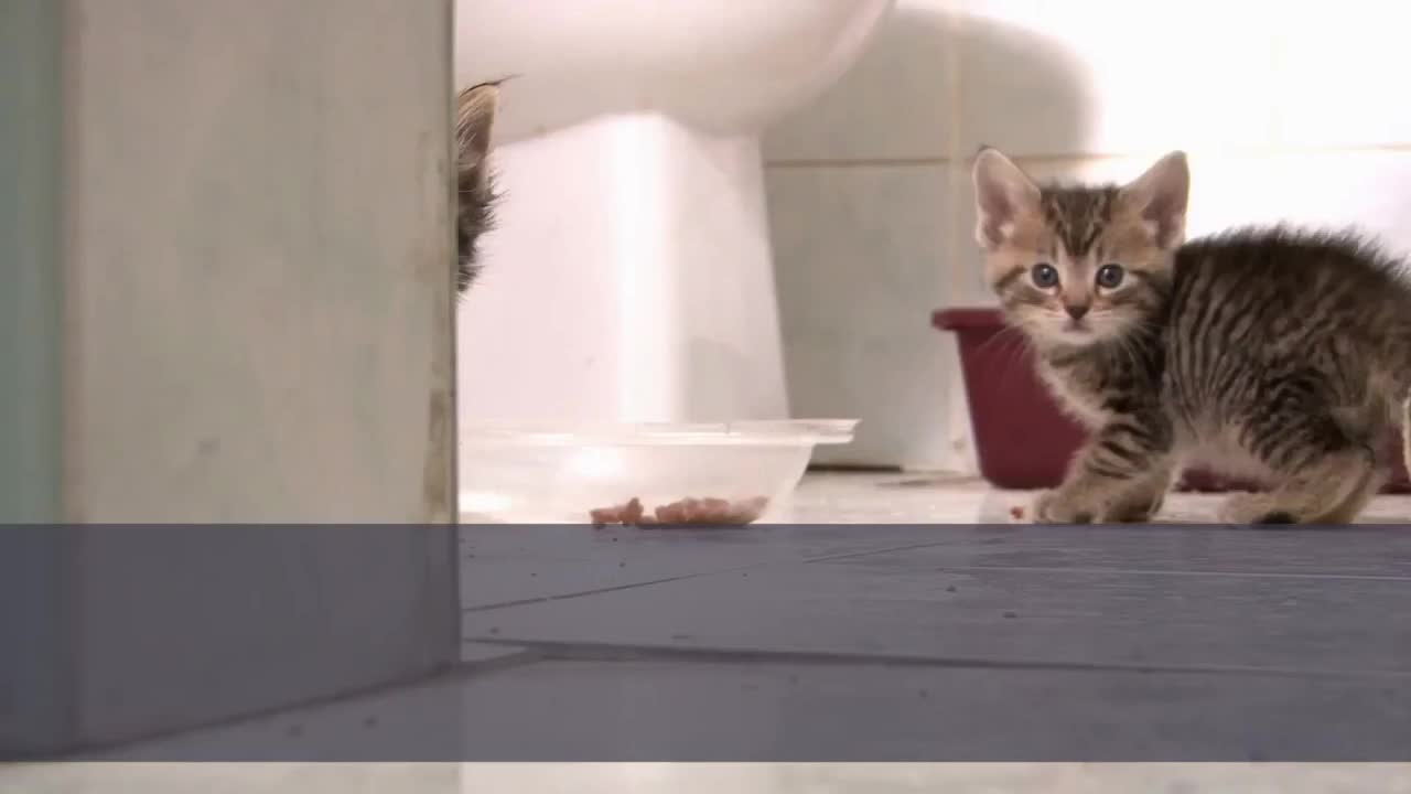 🐈 Cutest Cat Names - TOP 10 Cutest Cat Names For Male & Female!