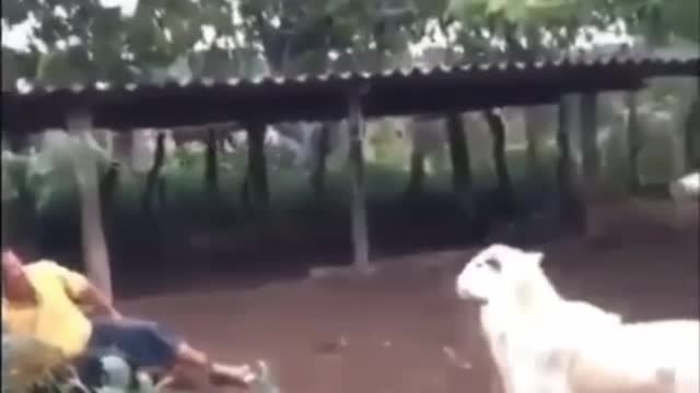 A goat that is fighting human being