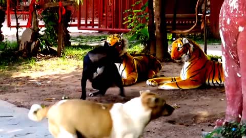 Fake Tiger Vs Dog Prank Video | Ep01