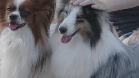 woman-playing-with-two-pet-dogs