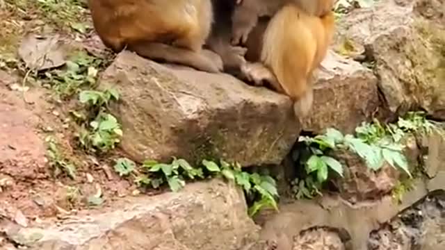 Mother and baby monkey playing