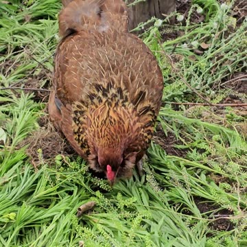 OMC! Beautiful Brownie doing her best 2 get some tasty treats from these wild greens! #shorts #hens