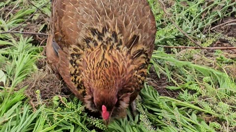 OMC! Beautiful Brownie doing her best 2 get some tasty treats from these wild greens! #shorts #hens